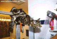 /album/fotogalerie-lustige-katzen/cats003-jpg/