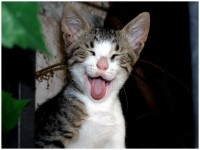 /album/fotogalerie-lustige-katzen/katze-portrait-tier-lustig-jpg/