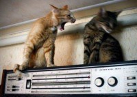 /album/fotogalerie-lustige-katzen/kleinepause-4mal-jpg/