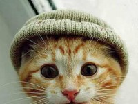 /album/fotogalerie-lustige-katzen/kleinepause-jpg/